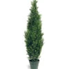 National Tree Company 60in Arborvitae Tree With Pot Home