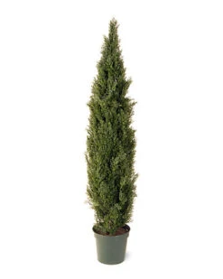 National Tree Company 72in Arborvitae Tree With Pot Home