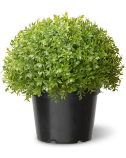 National Tree Company 13in Global Japanese Holly Home