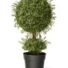 National Tree Company 30in Mini Tea Leaf Topiary Home