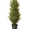 National Tree Company Argentia Plant In Pot Home