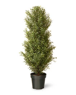 National Tree Company Argentia Plant In Pot Home