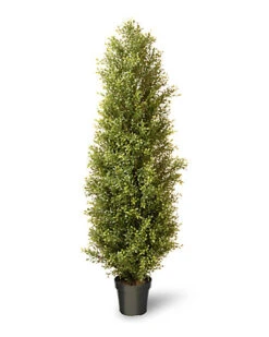National Tree Company Argentia Plant In Pot Home -National Tree Company Store 3010576248 RLLD 3