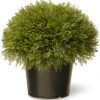 National Tree Company 15in Juniper Bush In Pot Home