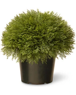 National Tree Company 15in Juniper Bush In Pot Home