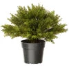 National Tree Company 24in Globe Juniper Home