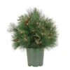 National Tree Company 26" HGTV Home Collection Pre-Lit Black Tie Planter Filler