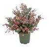 National Tree Company 28" HGTV Home Collection Pre-Lit Frosted Traditions Planter Filler