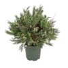 National Tree Company 28" HGTV Home Collection Pre-Lit Holly And Berry Planter Filler